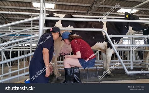 Milking cowgirl 